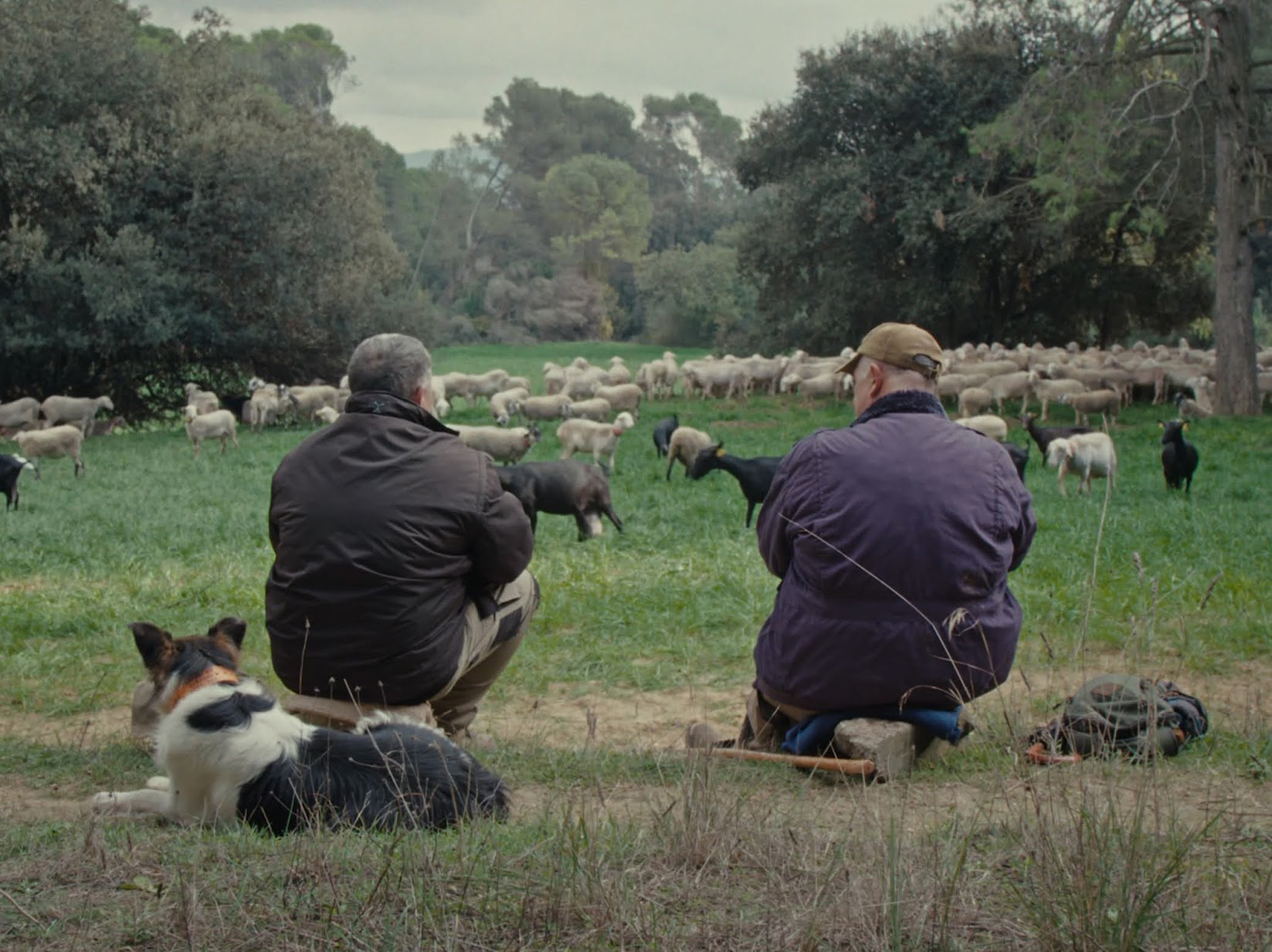 two men sit in a field watching their sheep