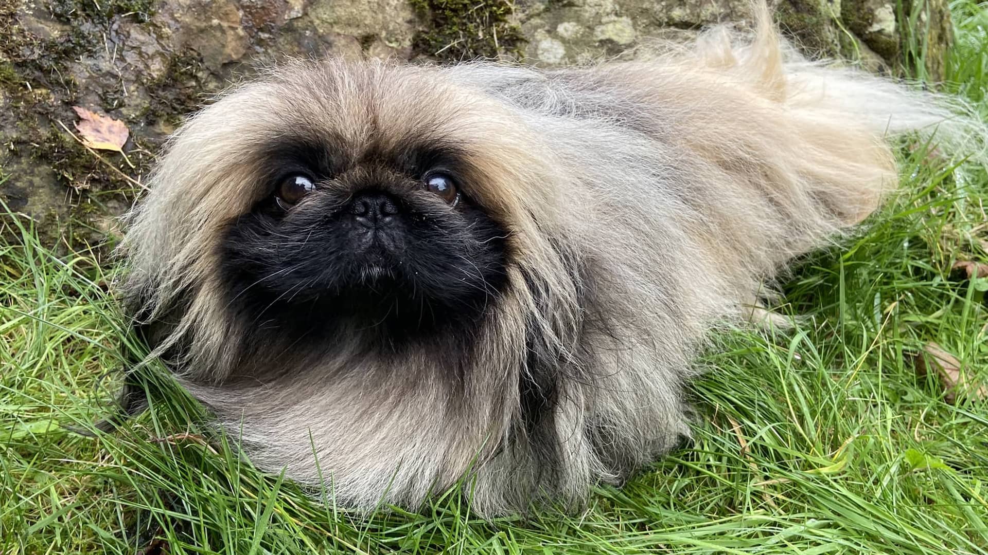 A Pekingese dog sitting on a bed of grass.